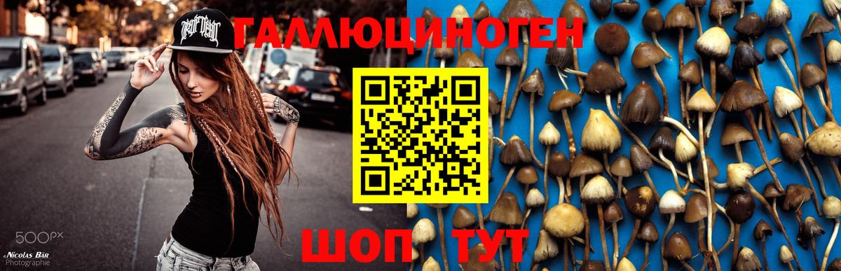 Псилоцибиновые грибы мицелий Алейск